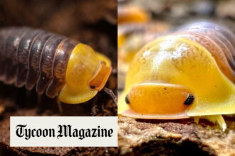 Rubber Ducky Isopods