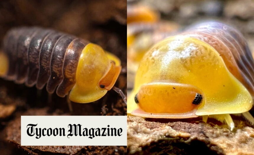 Rubber Ducky Isopods